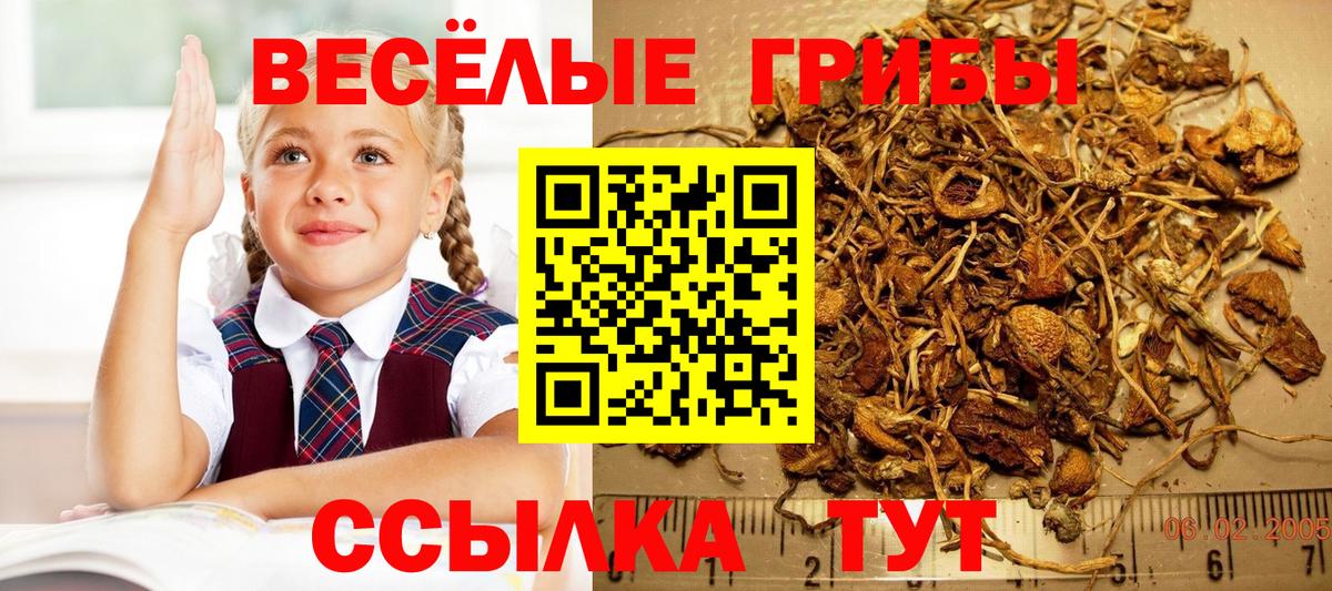 Галлюциногенные грибы прущие грибы  Вход с VPN  Серпухов  хочу наркоту  Галлюциногенные грибы Psilocybine cubensis 